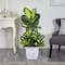 4ft. Golden Dumb Cane Plant in White Metal Planter